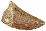 Serrated, Carcharodontosaurus Tooth - Real Dinosaur Tooth #322057-1